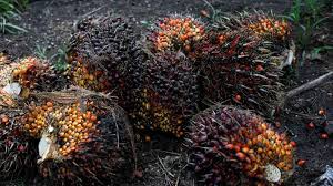 Persaingan sawit indonesia di india makin sengit seiring dengan fasilitas penurunan bea masuk yang diterima malaysia di negara tersebut. Terus Reli Harga Cpo Tertinggi Tertingi Sejak September 2018 First State Futures