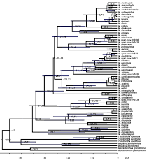 Image result for Momordica cardiospermoides