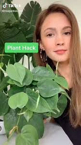 Wanda Bosley (redmaple2257)