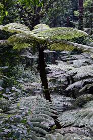 Image result for Cyathea manniana