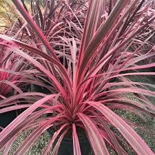 Image result for Cordyline