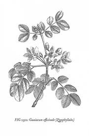 Black And White Botanical Prints Free 68 Ideas Flowers Vintage Illustration Black And White Free Printable Vintage Botanical Prints Etsy Art Prints Botanical Prints