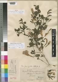 Image result for Dyschoriste thunbergiiflora
