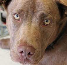 Labrador retriever philadelphia, pennsylvania, united states. 33 Labrador Mixed Breeds Lovable Lab Mixes With Lifelong Loyalty