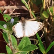 Image result for Triumfetta heliocarpa