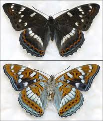 Image result for Limenitis populi