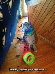 Help Me Fool Cat Pics Funny Animals Cats