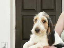 Image result for velký vendéeský hrubosrstý honič