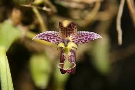 Image result for Bulbophyllum encephalodes