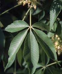 But, for the most part, the trees and their nuts are relatively impractical. Ohio Buckeye Welcome To Whitehouse Ohio