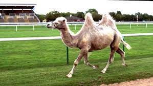 Ever seen a camel run?. Camel Racing In Slow Motion Feat Epic Fall Slow Mo Bbc Earth Youtube