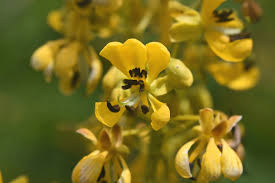 Image result for Fabaceae subfamily Caesalpinioideae