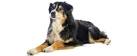 English Shepherd Club - Home