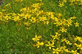 Image result for Cineraria saxifraga