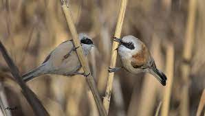 pin on birds robin wren sparrow other common sm birds