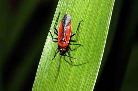 Maybe you would like to learn more about one of these? 10 Stunning Red And Black Garden Bugs