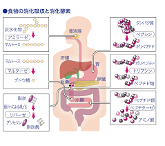アミラーゼ│看護師ライフをもっとステキに ナースプラス