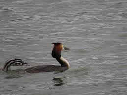Water Birds Of Northern Indiana Great Crested Grebe Helsinki Finland Bird Life List Animals Finland