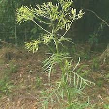 Image result for Senecio sp.no.2