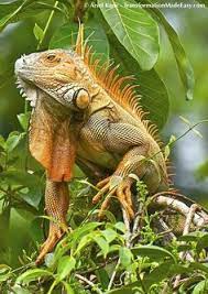 8 Ide Gambar Gambar Hewan Iguana