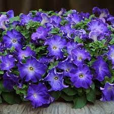 Sophistica Blue Morn Petunia Annual Flowers Flower Seeds Petunias