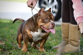 Maya is a very smart and intelligent girl, all ears cropped,she gets along with her siblings, home pets and children, she is abkc registered, she will come with all her papers, her temperament is calm and gentle, loves outdoor walk, she will. The Flashy Tri Color American Bully Puppies Of Venomline American Bully American Bully Pocket Pocket Bully