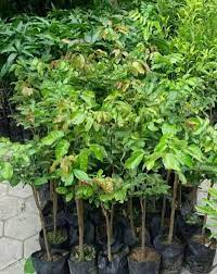 1352 x 984 · 286 kb · jpeg, bibit, jual, jual bibit, produk, detail, tanaman, bibit tanaman, kode. Jual Bibit Tanaman Buah Murah Bergaransi Higaragro