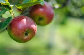 Ежегодно 19 августа отмечается яблочный спас. Ibmihzpwxzrscm