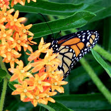Maybe you would like to learn more about one of these? Milkweed Seeds Butterfly Sow True Seed