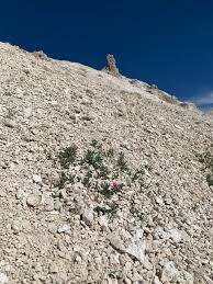 Image result for Silene kiwuensis