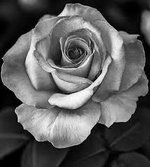 Flowers Tattoo Realistic Rose 28 Ideas In 2020 Rose Flower Tattoos Roses Drawing Realistic Rose Tattoo