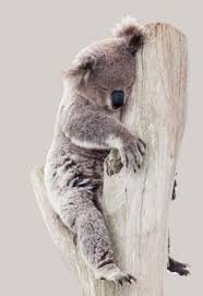 Although sometimes called koala bears, koalas are marsupials and aren't closely related to bears. 9 Koala Wala Ding Dong Ideas Koalas Animals Beautiful Animals Wild