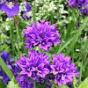 Buy plants from our online garden centre and plants nursery, offering a massive selection of we supply plants to a wide range of customers including keen amateur gardeners, garden so whether you're looking for a winter berrying shrub or a summer flowering climber, we've got you covered. 1