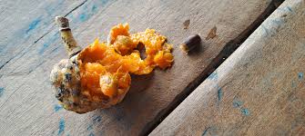 Image result for Pavetta gerstneri