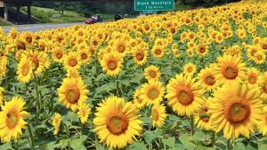 Begitu juga dengan bunga kecil di tengahnya yang berwarna coklat. Festival Bunga Matahari Dan Bencana Nuklir Kumparan Com