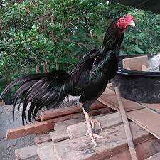 Nonton online berita dan info sabung ayam terupdate hanya di vidio. Ciri Ayam Vietnam
