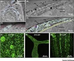 We did not find results for: Stitching Organelles Organization And Function Of Specialized Membrane Contact Sites In Plants Trends In Cell Biology