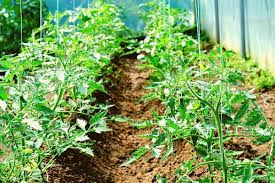 When the tomato seedlings are large enough, it's the time to transplant them in garden or greenhouse. How Far Apart To Plant Tomatoes A Clear Guide Gardening Dream