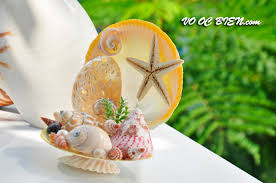 Kết quả hình ảnh cho ốc biển