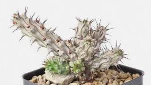 Image result for Euphorbia corniculata