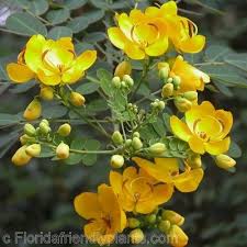 Maybe you would like to learn more about one of these? Yellow Flowering Trees Florida Florida Flowering Trees Identification Senna Bicapsularis Flowering Trees Tree Identification Flower Farm