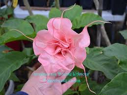 Brugmansia Double L Amour Brugmansia Angel Trumpet Flowers