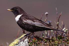 Реактивная drossel — ist eine familie weltweit verbreiteter singvögel, siehe drosseln (turdidae) eine gattung. Leicht Verwechselbar Drosseln Lbv Gemeinsam Bayerns Natur Schutzen