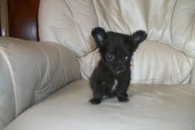 Look at pictures of chihuahua puppies who need a home. Free Download Black And Black And White Chihuahua Puppies Pets For Sale Uk Pet 1280x853 For Your Desktop Mobile Tablet Explore 46 Black Chihuahua Wallpaper Chihuahua Wallpaper Free Download