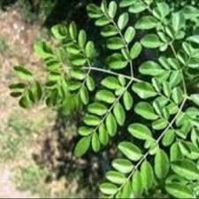 Image result for Xylopia aethiopica