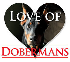 Look here to find a doberman pinscher breeder close to youflorida who may have puppies for sale or a male dog available for stud service. Akc Registered Doberman Breeder Central Florida Area