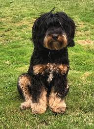 These energetic labradoodle puppies are a cross between the standard poodle & the labrador retriever. Sammie Mini Puppy Patch Labradoodles