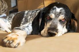 She's three years old and is one of the sweetest and. The Bluetick Coonhound Cost Guide With Calculator Petbudget Pet Costs Saving Tips