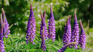 Smallflower Lupine Profile Rayagarden