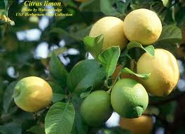 Image result for Citrus × limon